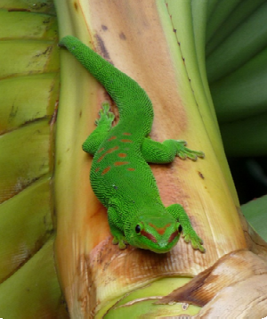 Le grand gecko vert de Madagascar
